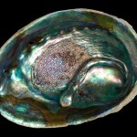 pearls-abalone