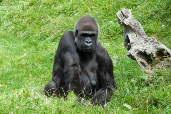 gorilla-durrell-wildlife-centre